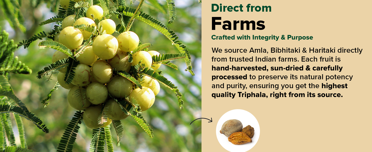VAHDAM Triphala Capsules 1100mg | Natural Supplement with Amla, Haritaki & Bibhitaki | Supports Gut Health, Digestion & Colon Cleanse | 60 Veg Caps