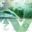 nootropics-depot-nadh-chlorella-vulgaris-3.jpg