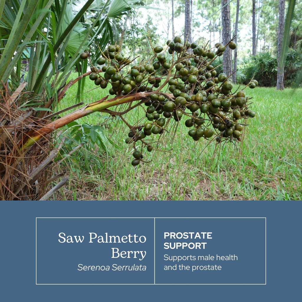 eclectic-herb-saw-palmetto-capsules-urin-3.jpg