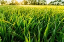 pure-original-ingredients-barley-grass-3-6.jpg