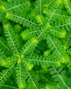 herb-pharm-chanca-piedra-liquid-extract--3.jpg
