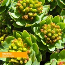 herb-pharm-ashwagandha-rhodiola-root-ext-6.jpg