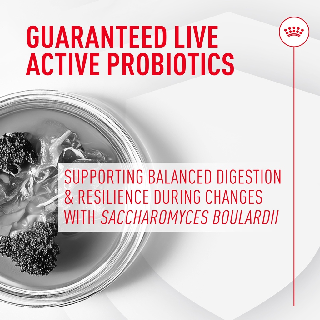 royal-canin-probiotics-for-cats-digestiv-3.jpg