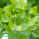 herb-to-body-ginkgo-leaf-powder-4oz-wild-61W1k87ANsL.jpg