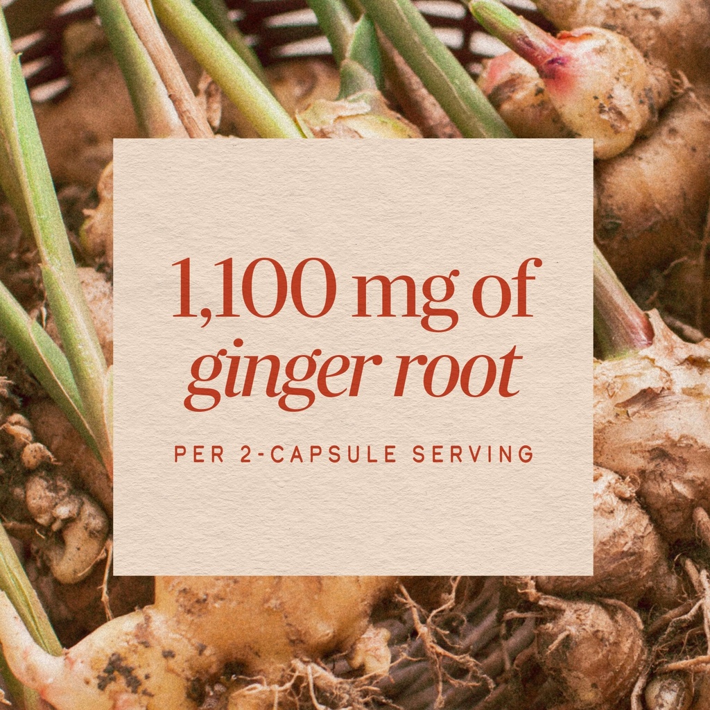 nature-s-way-ginger-root-capsules-1-100--91XfubsTwIL.jpg