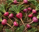 mystique-hills-red-maca-root-powder-100--91SDtev7sbL.jpg