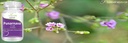 natures-velvet-lifecare-punarnava-pure-e-51lQp1uOhiL.jpg
