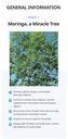 atomy-moringa-capsules-moringa-oleifera--61vO7+ttcCL.jpg