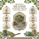 100-natural-brahmi-leaves-100g-natural-s-91-GjdOESUL.jpg