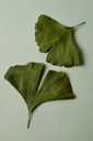 illuminate-labs-ginkgo-biloba-extract-ca-4.jpg