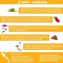 immune-strength-herbal-tincture-natural--5.jpg