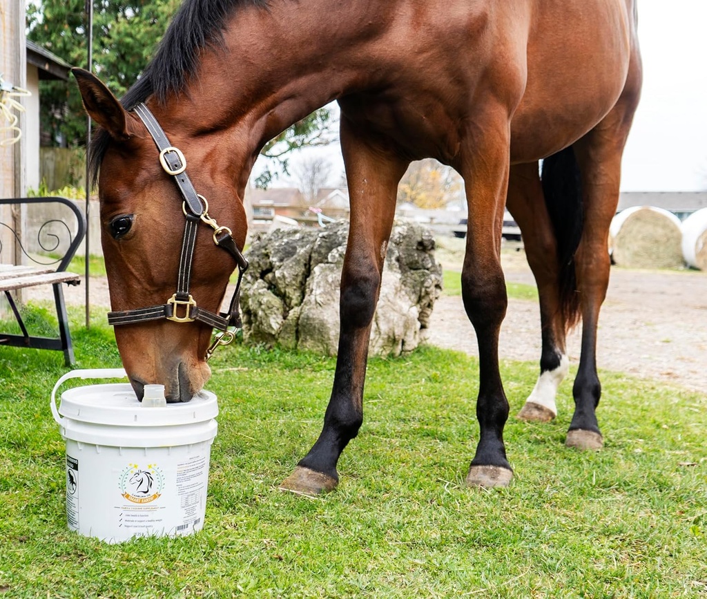 100-pure-camelina-oil-for-horses-omega-3-3.jpg