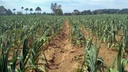 japanese-garlicajo-japones-100-natural-c-4.jpg