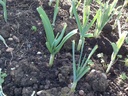 japanese-garlicajo-japones-100-natural-c-5.jpg