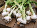 japanese-garlicajo-japones-100-natural-c-6.jpg