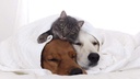 i-love-my-pets-llc-dog-immune-booster----4.jpg
