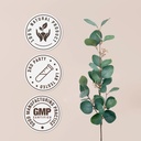 cilantro-alcohol-free-natural-tincture-e-4.jpg