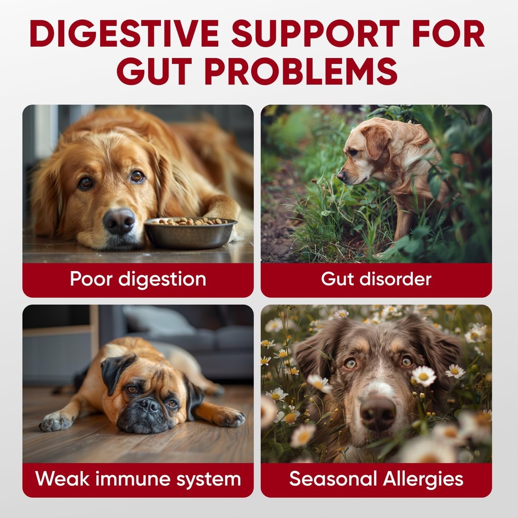 probiotics-for-dogs-digestive-health---p-2.jpg