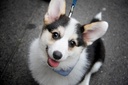 standard-process-immune-support-for-dogs-3.jpg