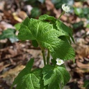 natures-answer-golden-seal-root-extract--5.jpg