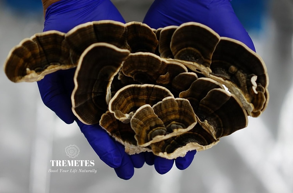turkey-tail-mushroom-trametes-versicolor-6.jpg