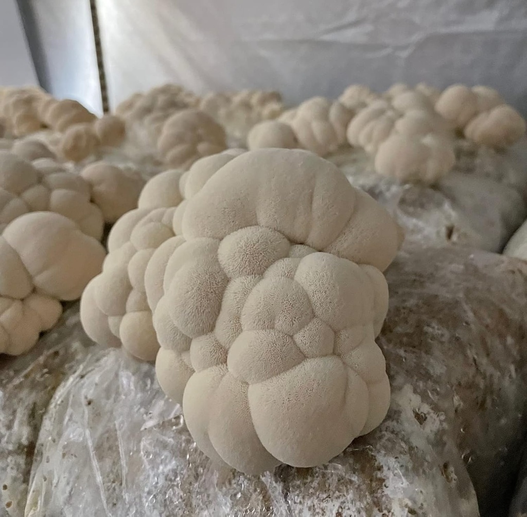hodgins-harvest-organic-lions-mane-cordy-6.jpg