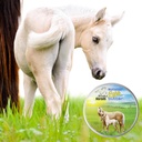 the-blissful-horses-summer-care-sun-butt-2.jpg