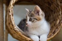 i-love-my-pets-llc-immune-boost-for-cats-4.jpg