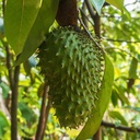 amazon-andes-graviola-leaves-powder-anon-3.jpg