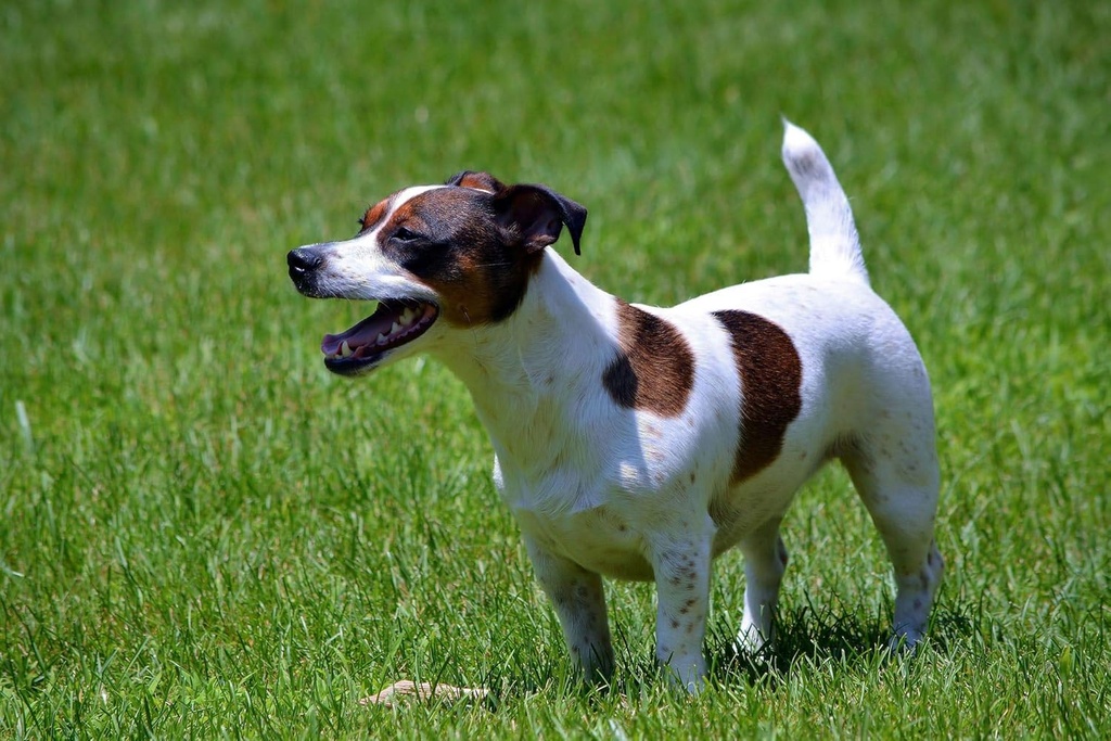 dog-bad-breath-products---probiotics-for-4.jpg
