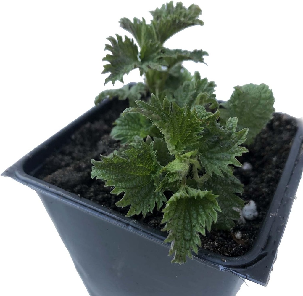organic-stinging-nettle-plant-urtica-dio-4.jpg