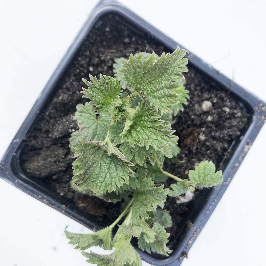 organic-stinging-nettle-plant-urtica-dio-5.jpg