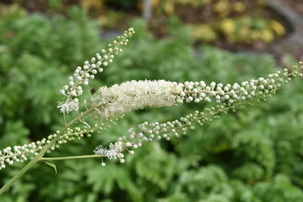pure-original-ingredients-black-cohosh-7-6.jpg