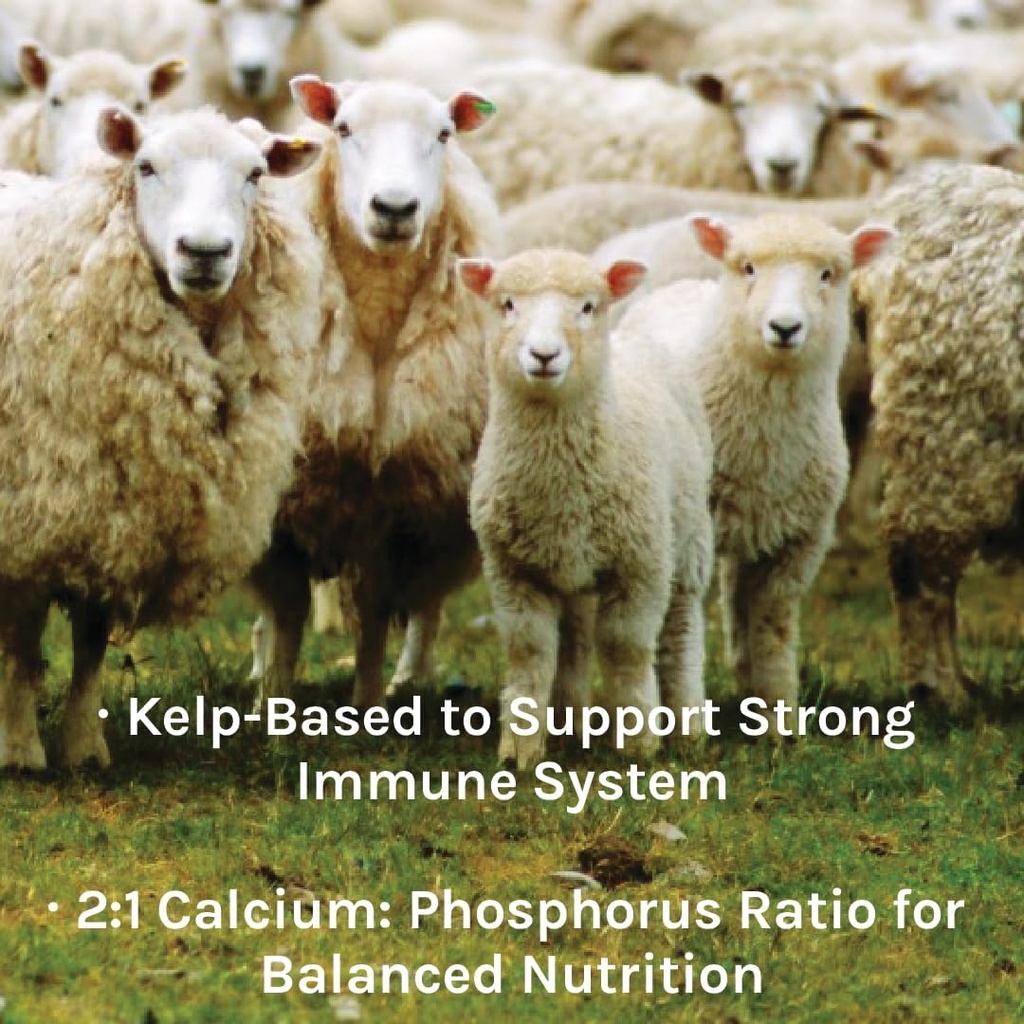 new-country-organics-healthy-sheep-kelp--4.jpg