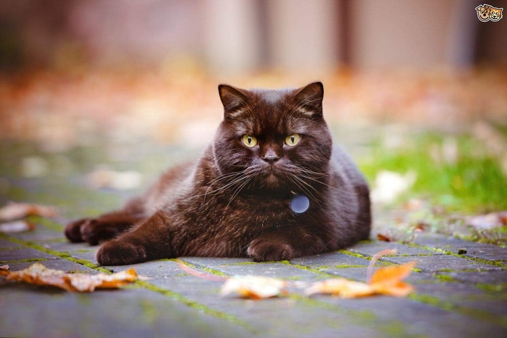 vitamins-for-cats-immune-system---ultra--3.jpg
