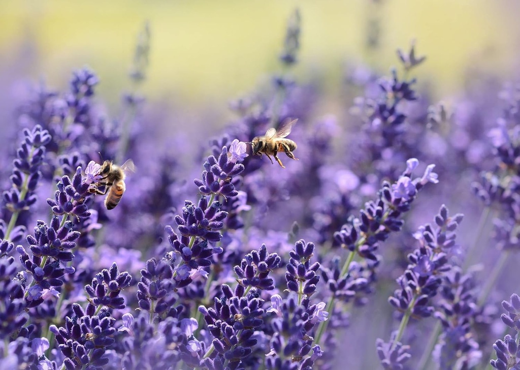 vitarojal-royal-jelly---with-honey-vitam-4.jpg