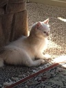 i-love-my-pets-llc-immune-support-for-ca-3.jpg