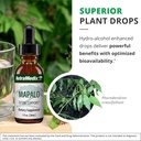 nutramedix-mapalo-herbal-extract---cogni-5.jpg