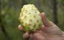 virgin-noni-powder-100-pure-noni-powder--5.jpg