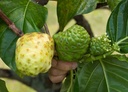 virgin-noni-powder-100-pure-noni-powder--4.jpg