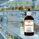 garlic-allium-sativum-dry-bulb-glycerite-4.jpg