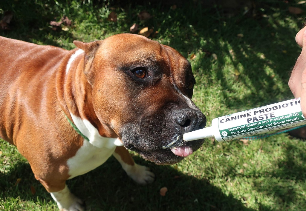dogzymes-canine-probiotic-paste-benefici-4.jpg