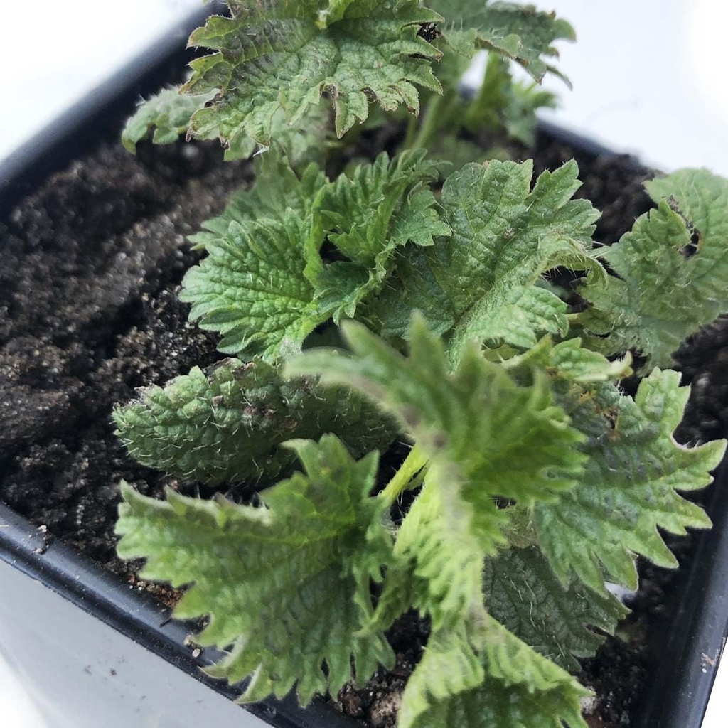 Organic Stinging Nettle Plant, Urtica dioica - Live Plant in 2.5 "Pot - Survival Food, Żywny Herb przez Dym Camp Crafts