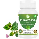 Punarnava Kapsułki (Boerhaavia Diffusa) 500mg - 60 Kapsułek Veg Netherlands 124; Herbal Wellness Supplement for Natural Nerki & Wsparcie wątroby 124; Detox & Oczyszczanie Plant Formuła 124; Opakowanie zawierające 1