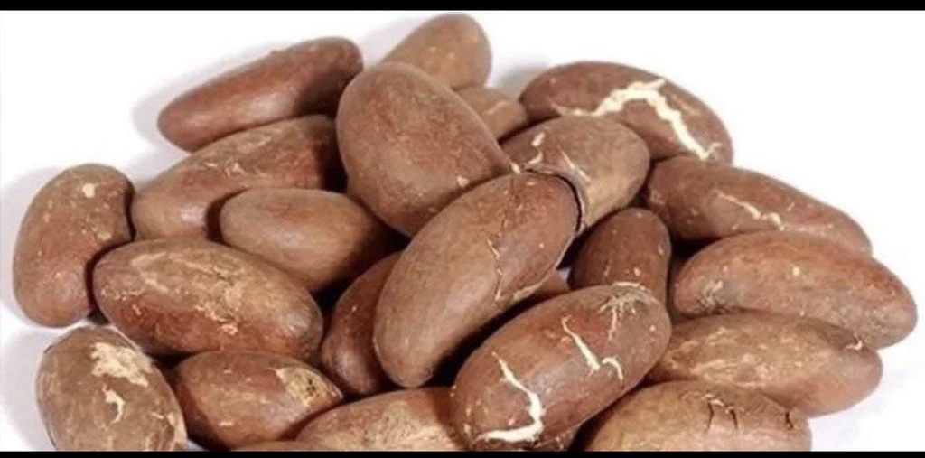 Gorzkie Kola Nut Garcinia Kola Cola 1 Lb