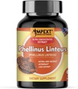 Phellinus linteus Mushroom Extract - Premium Quality, Tylko ciała owocowe, Przeciwutleniacz, Immunitet Booster, Liver Support, 90 Veg Caps.