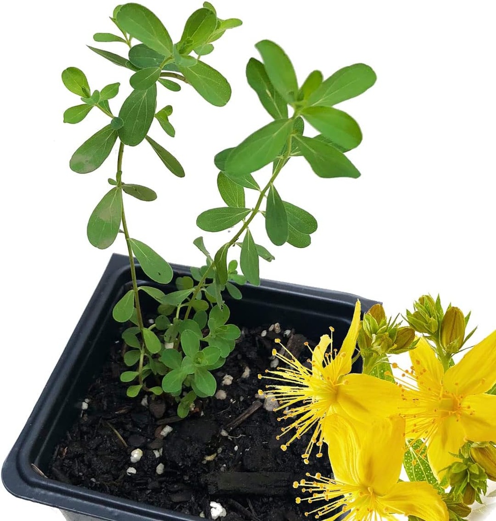 Organic Saint John 's Wort Plant, (Hypericum Perforatum) 2,5 cala Pot - St. John' s Wort Live Plant