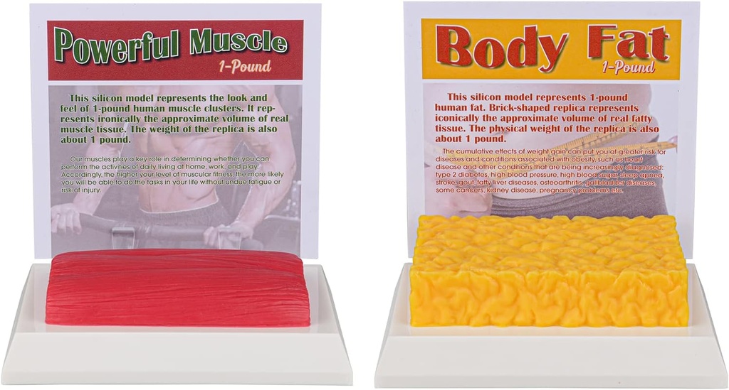 SimCoach Human Body Fat & Muscle Replica 1 Lb, Keep Fit & Fitness Motywacja & Reminder, Human Muscle Fat Model for Nutritionist, Athlete