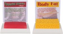 SimCoach Human Body Fat & Muscle Replica 1 Lb, Keep Fit & Fitness Motywacja & Reminder, Human Muscle Fat Model for Nutritionist, Athlete