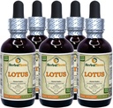 Lotus, Xi Xin (Nelumbo Nucifera) Suszony ekstrakt płynny Stem (Nazwa marki: HerbalTerra, Proudly Made in USA) 5x2 oz